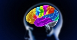  Las variaciones genticas cambian la estructura del cerebro humano