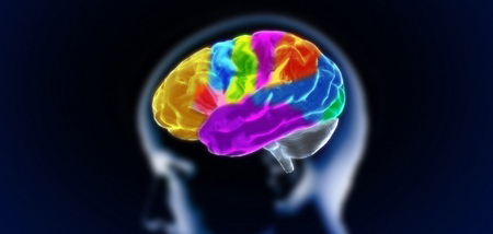  Las variaciones gen�ticas cambian la estructura del cerebro humano